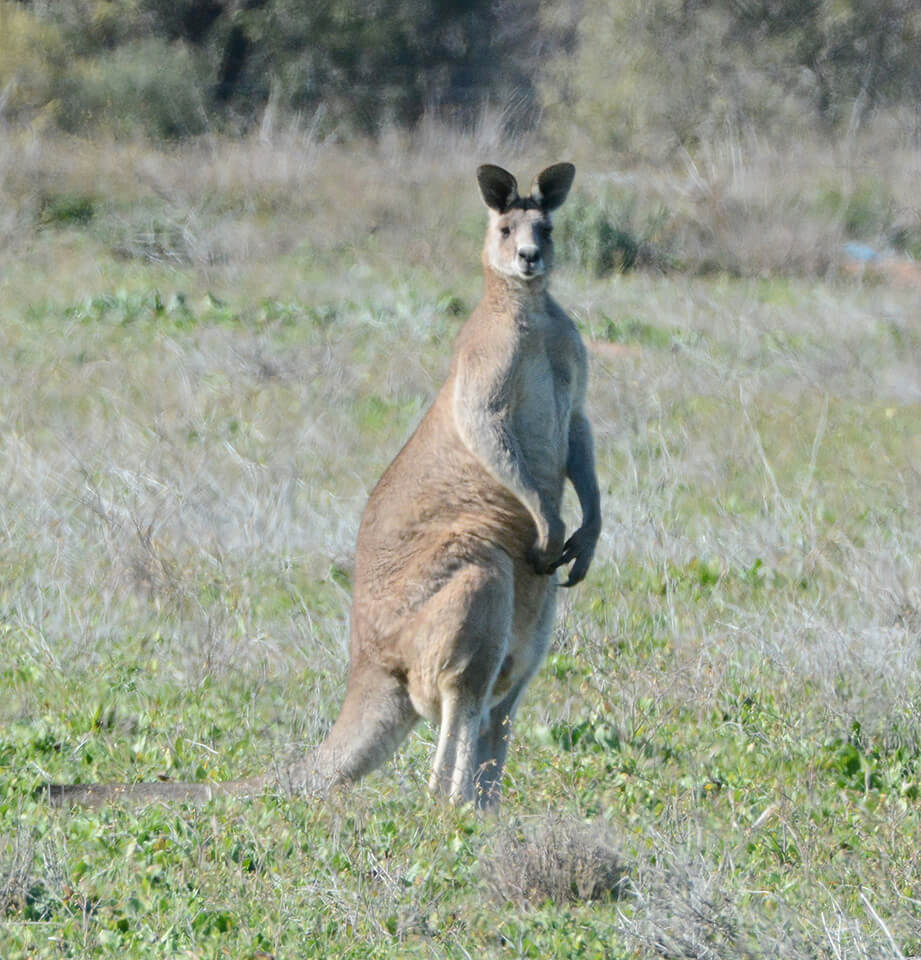 kangaraoo001
